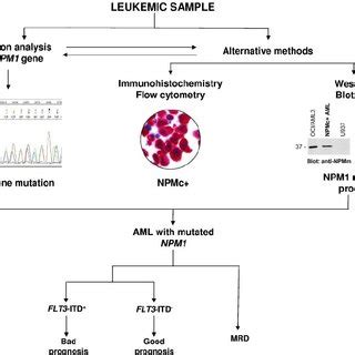 aml survival rate|Full article: Molecular characteristics of NPM1 mutations in AML .